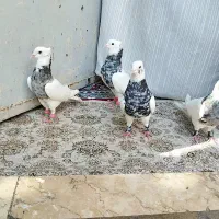 کفتر طوقی شازده پرشی