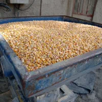 دان بلدرچین سوپر استارتر گوشتی  و تخمگذار|حیوانات مزرعه|کهریزک, |دیوار