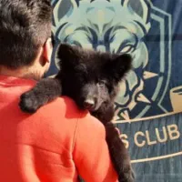 توله های موبلند کینگ سایز مشکی و دورنگ ژرمن شولاین|سگ|تهران, پردیسان|دیوار