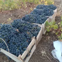 انگورشانی کردستان انگورسیاه دیمی انگور سیاه|خوردنی و آشامیدنی|تهران, میدان میوه و تره‌بار مرکزی|دیوار