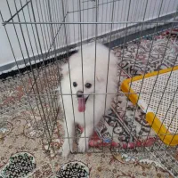 سگ پامری نر چهار ماهه هست قیمت اا میلیون|سگ|پارسآباد, |دیوار