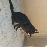 سگ ژرمن بلک نر|سگ|کرمان, |دیوار