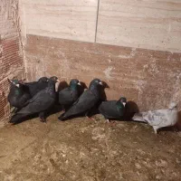 بدرنگ گم کردم