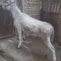 سلام دوستان ماد خر یکسال نمیشه|حیوانات مزرعه|زند, |دیوار