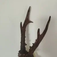 اسباب بازی شاخ