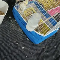 عروس هلندی|پرنده|زید آباد, |دیوار