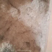 کاه|لوازم جانبی حیوانات|کبودرآهنگ, |دیوار