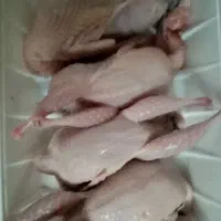بلدرچین 40روزه