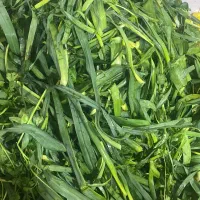 سبزی خرد شده|خوردنی و آشامیدنی|تهران, هفده شهریور|دیوار
