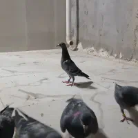 کبوتر پلاکی