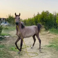 اسب فروشی|اسب و تجهیزات اسب‌سواری|ارومیه, |دیوار