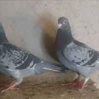 مگس شاپر سفید