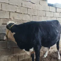 گاو