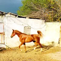 مادیون عرب یکسر کورسی