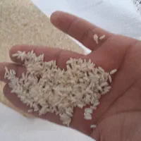 فروش برنج کاظمی ۲۵۵|خوردنی و آشامیدنی|دورود, |دیوار