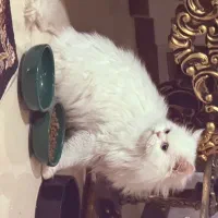 جفت گیری پرشین نر