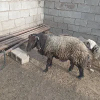 گوسفند نریکساله نر