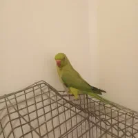 طوطی|پرنده|تهران, الهیه|دیوار