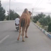 شتر گهود