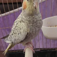 عروس هلندی ماده ۸ ماهه