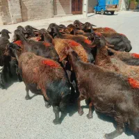 ۲۰راس‌گوسفندقزل افشارهمه جوان‌‌نمونه‌وهیکلی