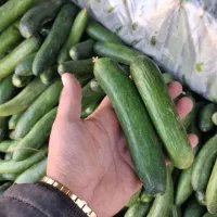 خیار محلی ۲۸ت و ۱۵ت|حراج|جهرم, |دیوار