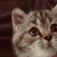 گربه ۴ ماهه بریتیش|گربه|شاهین‌شهر, شهرک هشت بهشت|دیوار