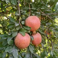 فروش زمین کشاورزی