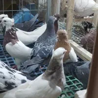 کبوتر کفتر رنگی و نقش پرشی و زدوخوردی|پرنده|شاهین‌شهر, عطار|دیوار