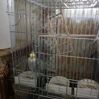 عروس هلندی نر وماده|پرنده|سرپل ذهاب, |دیوار