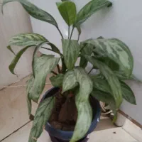 گل بفروش می رسد