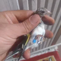 سهره جوجه قفس رسمی|پرنده|تبریز, |دیوار