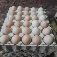 تخم مرغ رسمی