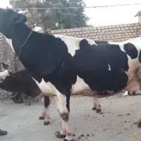 گاو آبستن سنگین صنعتی|حیوانات مزرعه|رامیان, |دیوار