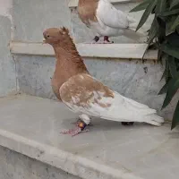 کبوتر کله|پرنده|استهبان, |دیوار