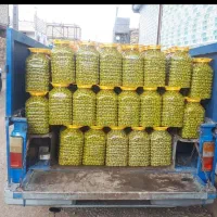 کارگاه فراوری و پخش زیتون|عمدهفروشی|تاکستان, |دیوار