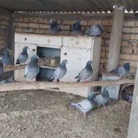 کبوتر پلاکی