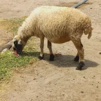 میش آبستن سنگین ( رودبار شاه آباد