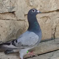 کبوتر پلاکی