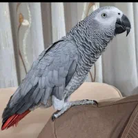 کاسکو سخنگو نره دم قرمزه