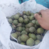 گردوی دو پوست ۷۵