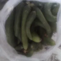 گوجه پیاز۶۰سیبزمینی۹۰سیبدرخت۱۲۰فلفلدلمه۸۰خیار۹۰