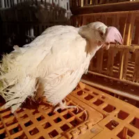 مرغ سفید خروس محلی جوجه  جوجه درشت