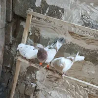 کبوتر پلاک