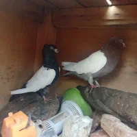 کبوتر  سینه|حیوانات|میاندوآب, |دیوار