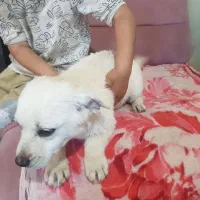 توله پاکوتا ۳ ماهه