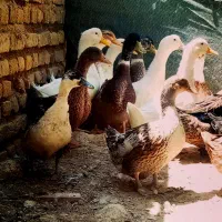 تخم اردک خوراکی ونطفه دار