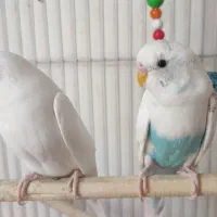 یک جفت مرغ عشق مولد خوشرنگ همراه ۵ عدد جوجه