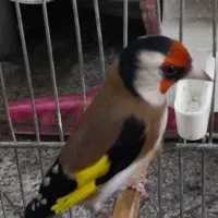 سهره جفتی کت باز کن و قرص بخون|پرنده|تهران, خاوران|دیوار