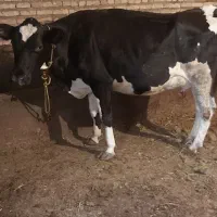 گاو شیری جوان درجه یک  گوساله ندارد|حیوانات مزرعه|سراب, |دیوار